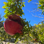 Organik Ekşi Nar - Görsel 2