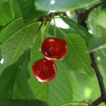 Organik Kiraz - Görsel 2