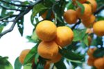 Organik Klemantin Mandalina | Halil Hilmizade