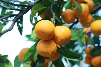 Organik Klemantin Mandalina | Halil Hilmizade