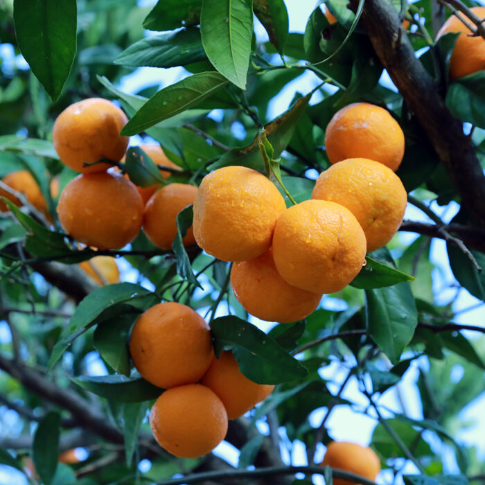 Organik Klemantin Mandalina - Görsel 2