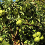 Organik Yeşil Elma - Görsel 2