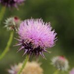 IMG_1098