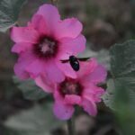 IMG_5303
