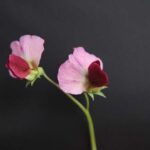 IMG_6668