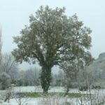 IMG_7918
