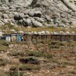phoca_thumb_l_ar-kovan-web-1