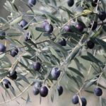 phoca_thumb_l_halilhilmizade-photos-by-halil-ugur001