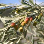 phoca_thumb_l_halilhilmizade-photos-by-halil-ugur010