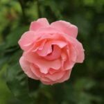 phoca_thumb_l_img_0969