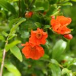 phoca_thumb_l_img_1017