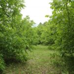 phoca_thumb_l_img_1018