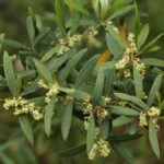phoca_thumb_l_img_1087
