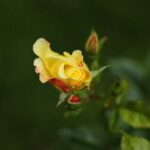 phoca_thumb_l_img_1148-2
