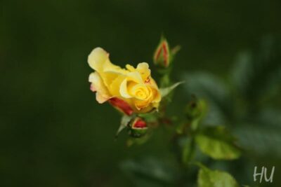 phoca_thumb_l_img_1148-2