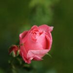 phoca_thumb_l_img_1159-2