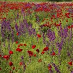 phoca_thumb_l_img_1236