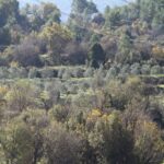 phoca_thumb_l_img_6201-copy