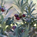 phoca_thumb_l_img_6208-copy
