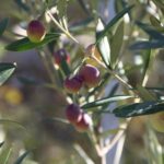 phoca_thumb_l_img_6211-copy