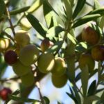 phoca_thumb_l_img_6232-copy