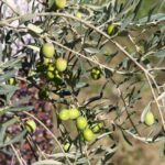 phoca_thumb_l_img_6239-copy