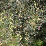 phoca_thumb_l_img_6296-copy