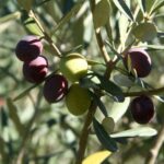 phoca_thumb_l_img_6318-copy