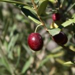 phoca_thumb_l_img_6320-copy