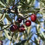 phoca_thumb_l_img_6324-copy