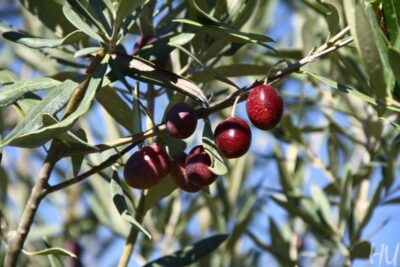 phoca_thumb_l_img_6324-copy