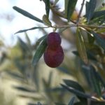 phoca_thumb_l_img_6348-copy