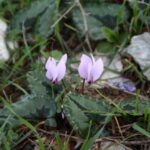 phoca_thumb_l_img_6383-copy