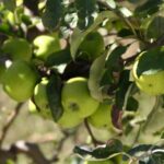 phoca_thumb_l_img_6428-copy