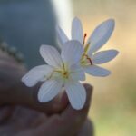 phoca_thumb_l_img_6467-copy