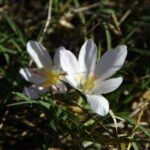 phoca_thumb_l_img_6468-copy