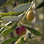 phoca_thumb_l_img_7466-copy
