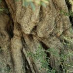 phoca_thumb_l_zeytin3