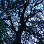 web sizeIMG_1314 copy