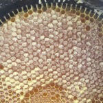 Karakovan Petek Sultan Balı 1 kg - Görsel 2